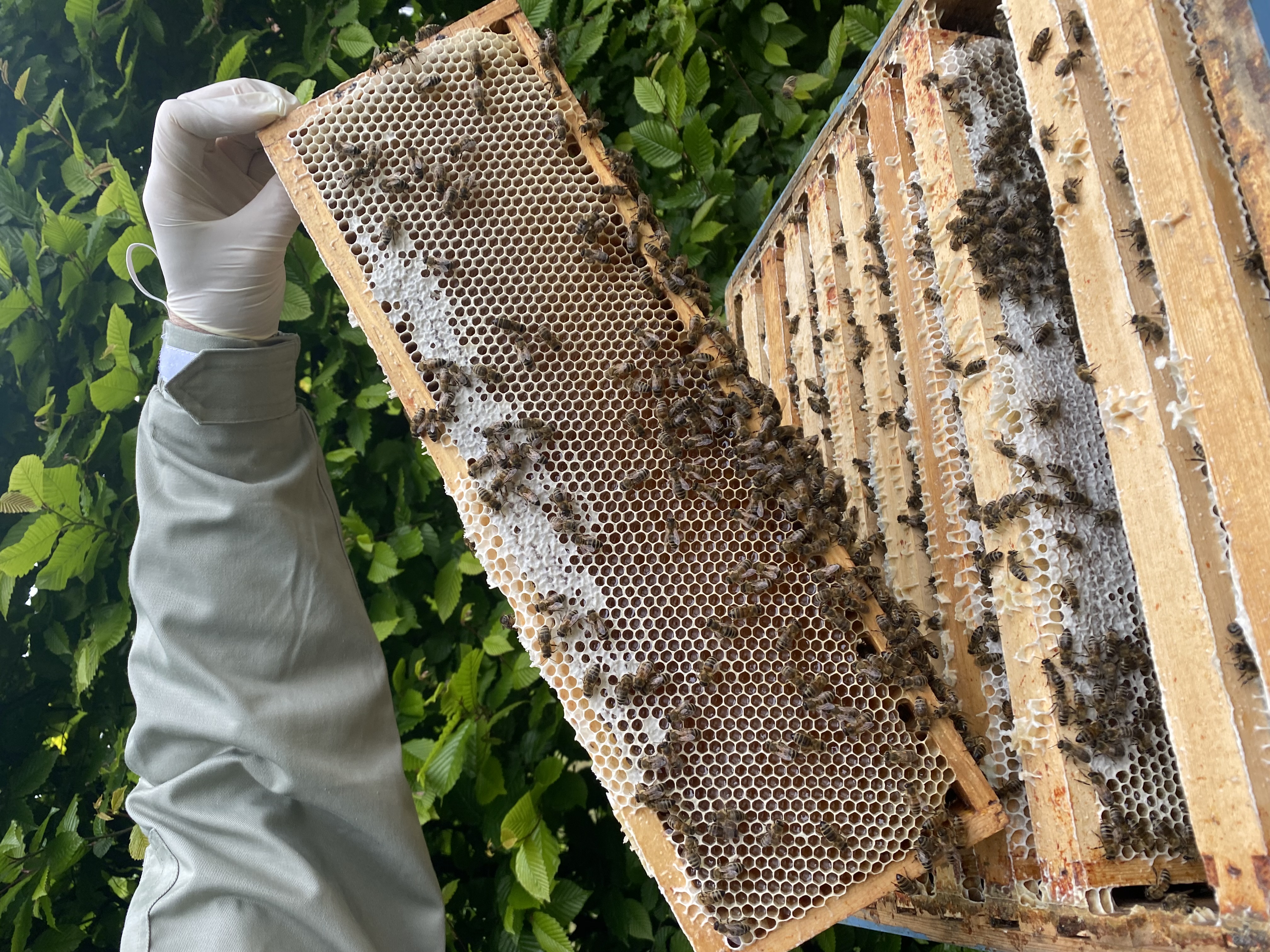 Bienen auf einer Blüte – Ernte in Hochkamp